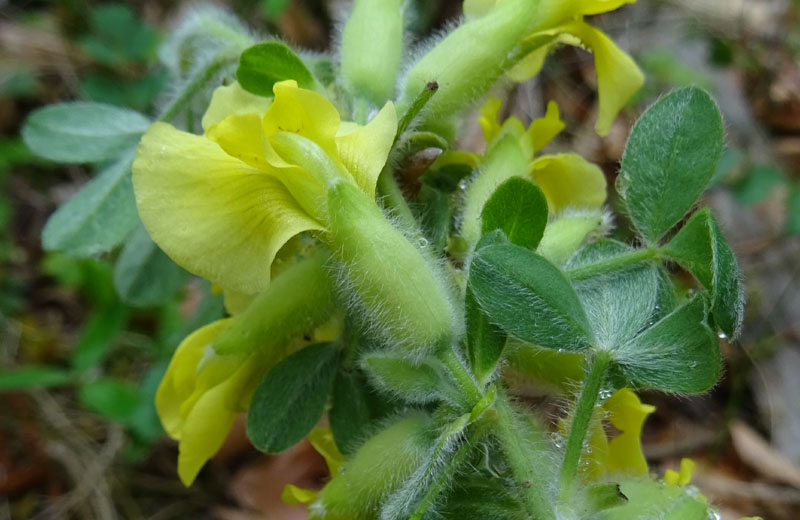 Cytisus hirsutus - Fabaceae